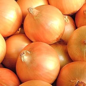 れんれん様用＜誕生日感謝＞淡路島産 新玉ねぎ 浜笑10kg×2箱 高糖度 新たま 浜笑 | カネコ種苗株式会社 | 未来をひらく・・カネコ交配