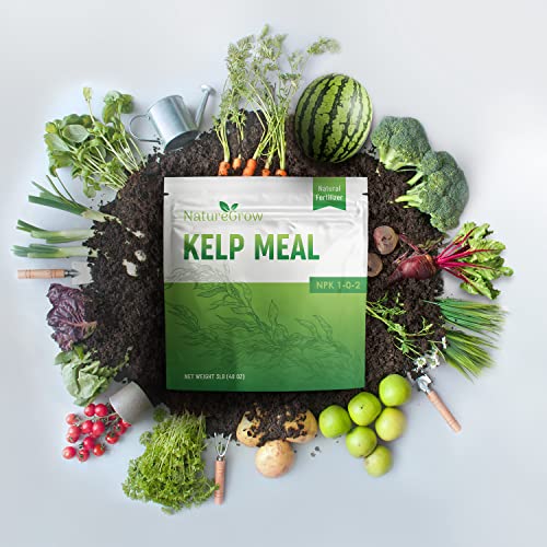 Kelp Meal alimento natural para plantas 2 lb miniatura 6