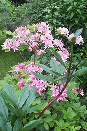 Pink Royal Azalea Rhododendron Schlippenbachii Bush Shrub Flower Jocad (50 Seeds) #TOP2