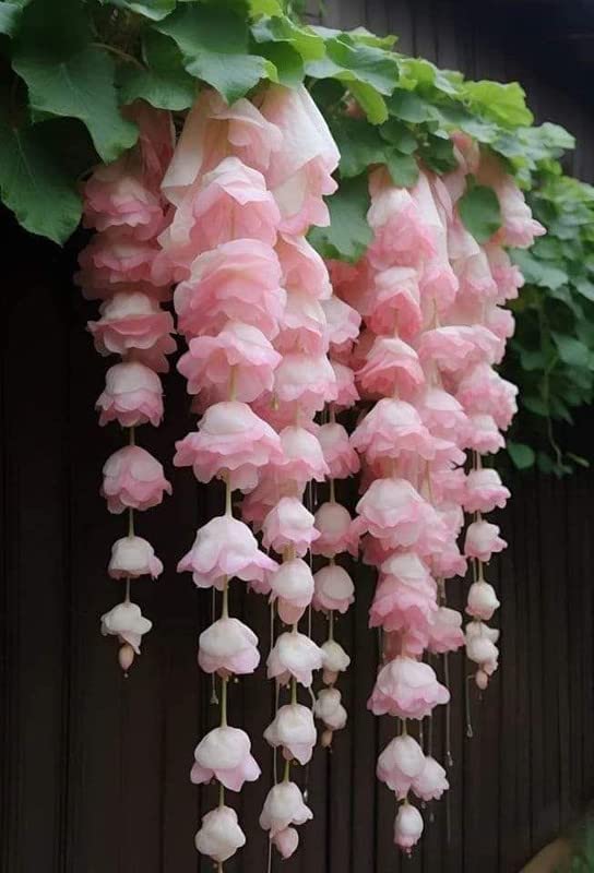 Ritz Farming® Weeping begonia flowers bulbs begonia lite pink flower