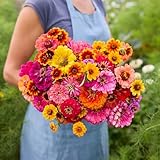 Eden Brothers Zin Master Flower Mixed Seeds for Planting, 1 lb, 480,000+ Seeds with California...