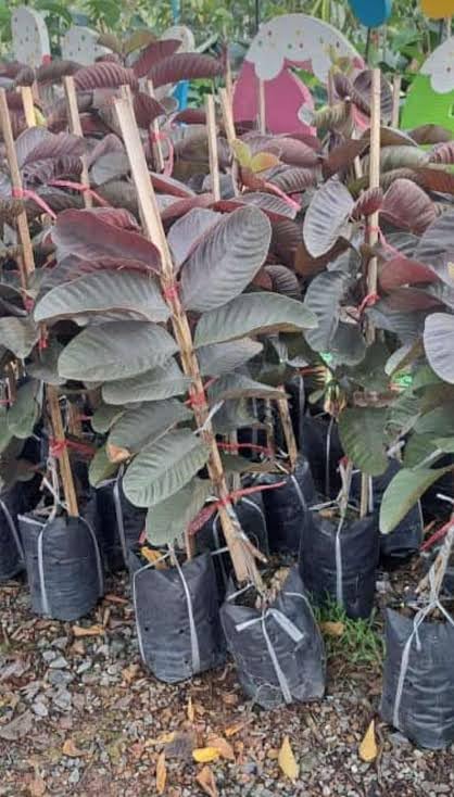 BISWAS PLANTS HOUSE, Rare Very Sweet And Orginal Vrerity Black Diamond Guava/Amrud Fruit Live Plant (Pack Of-1) Healthy 1.5/2 Feet Height Guava Plant "Fruiting 1Year"-image-40