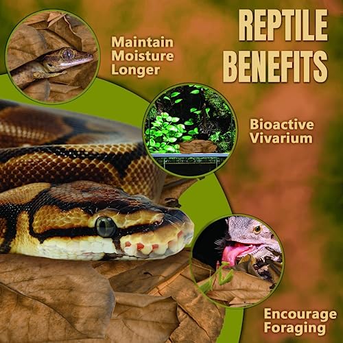 Image of SunGrow Leaf Litter for Snakes, 10 Pcs Medium Indian Almond Catappa Leaves Substrate Maintain Humidity in Corn Snake and Ball Python Terrarium, 4-7 Inches, Reptile Tank Decor Accessories