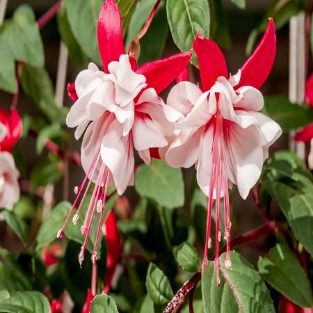 60 graines de fleurs de fuchsia rouge blanc
