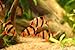 Aquarium Plants Discounts Pair of Tiger Barbs 1-1.5 Inches - Freshwater Live Tropical Fish