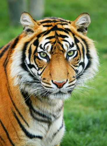 Tiger Jungle Cat Photo Jungle Wild Animals Photos 8x10