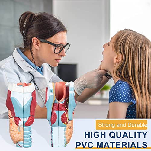 Image of Healthible Human Larynx Model - 2X Anatomically Detachable Throat Model for Hospital Classroom