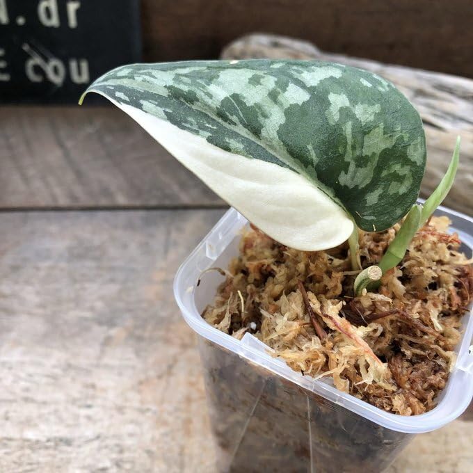 Amazon｜スキンダプサス マヤリ斑入りScindapsus Pictus variegata