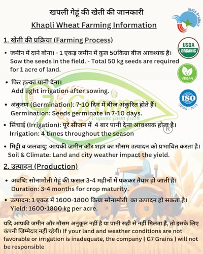 Image of Organic Khapli Wheat Grains Seeds (5Kgs) | Khapli Gehu Ka Seeds | For Farming, Sowing & Agriculture Use | Produce of India | 100% Natural & Non-GMO