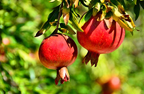 Oflorale Pomegranate Molasses, 12.35 Oz, 100% Natural, No Added Sugar, For Glazing, Dressings And Marinades #TOP5