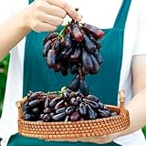 semillas decorativas de uva, uva ción de uvas resistentes de Decoración de orgánicas de zapote, 800pcs