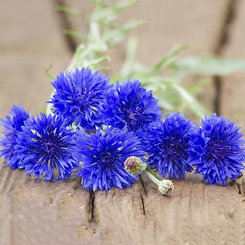 semillas de aciano perennes semillas 100pcs