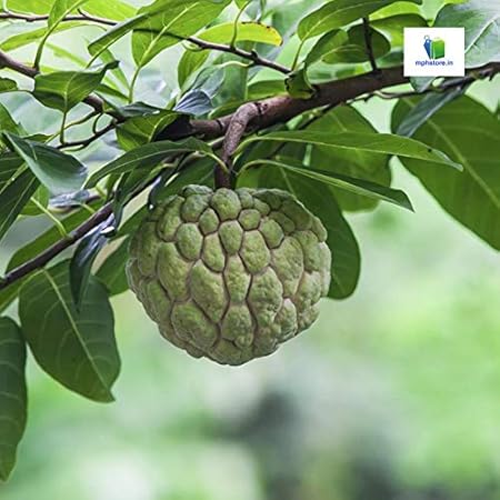 Mphmi Annona Squamosa, Sita Phal ( Grown through seeds ) - Plant