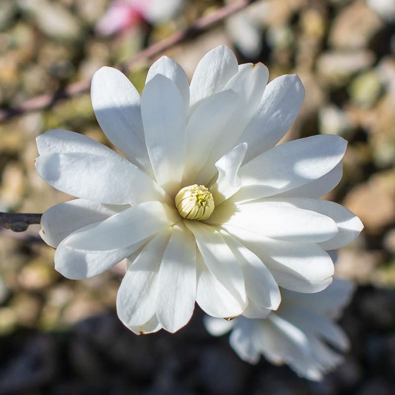 Amazon.com : 2 Star Magnolia Trees Live Plants, White