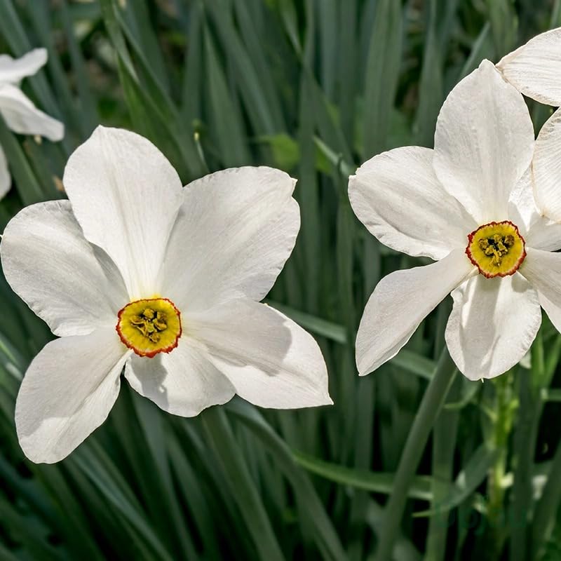 Image of Live Nargis Plant Pack of 1 | Nargis Flowering Plant for Home Garden | Indoor Outdoor Decorative Flower Plant for Balcony Terrace