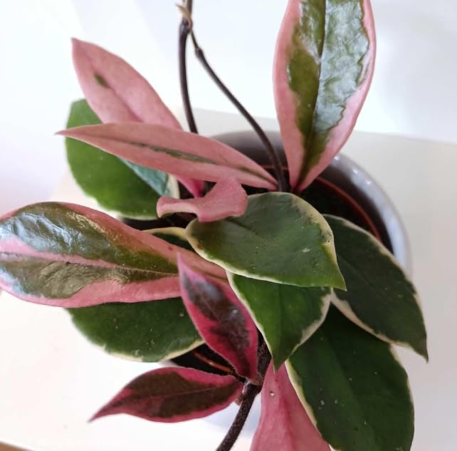 Hoya carnosa 'Floraganza Flamingo Dream' - Easy Care Trailing houseplant in 9 cm Pot