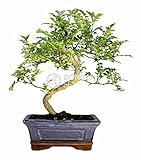 Bonsái interior Bonsai - Falso pimiento, 6 Años (Bonsai Sei - Zanthoxylum)