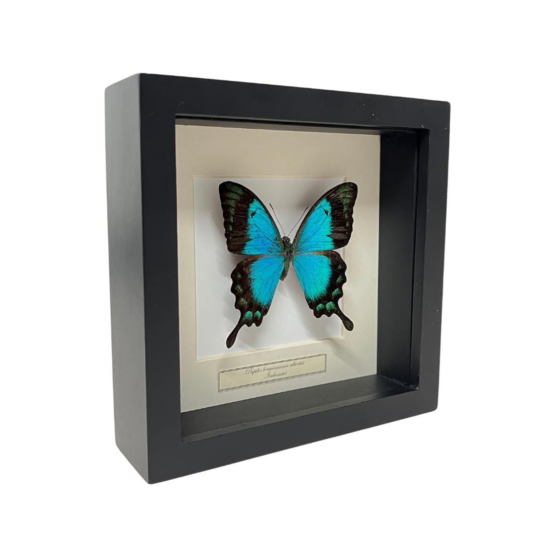 Mariposa engastada - Papilio Albertisi en marco profundo 16 x 16 cm decoración turca de mariposa preparada - Demuseumwinkel.com