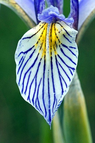 Western Blue Flag Iris 10 Seeds - Iris Missouriensis #TOP3