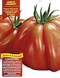  3 Plantas de maceta Ø10 cm de tomate corazón de buey punente Orto ortomio