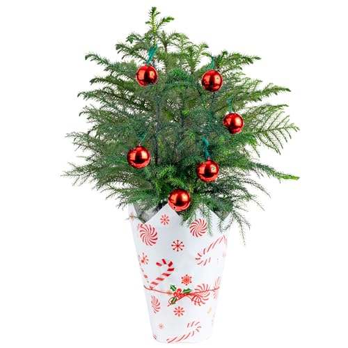 Costa Farms Live Christmas Tree, 18 to 20-Inches Tall,...