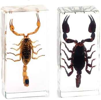 51EKkZsBDpL._AC_UF350, 51EKkZsBDpL._AC_UF350,