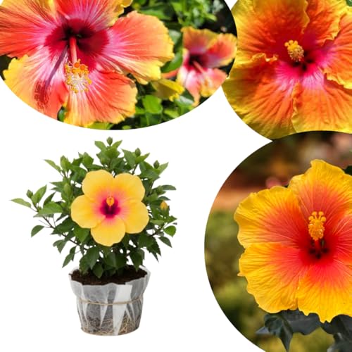Hardy Hibiscus Plants Live Well-Rooted Red Yellow Flowers Hibiscus Tree Live Plant for Outdoor Full Sun Spring Planting 5-9 in Tall Perennial Growing
