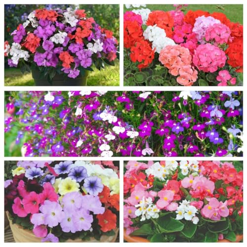 Summer Bedding Collection - 30 Plug Plants for Vibrant Borders Baskets & Containers - Geranium Begonia Lobelia Petunia & Busy Lizzie Mix - Thompson & Morgan