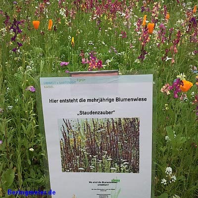Staudenzauber Mehrjährige Blumenmischung - Blumenwiese für ca. 250 m², ca. 500 Gramm