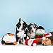 ZippyPaws Christmas Squeakie Buddies - Bulk 3 Pack of Seasonal Stuffing-Free Squeaky Dog Toys, No Stuffing Holiday Puppy Toys, Dog Stuff for Small & Medium Dogs - Santa Claus, Reindeer, & Snowman