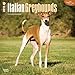 Greyhounds, Italian 2015 Square 12x12 (Multilingual Edition)