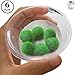 Luffy Nano Marimo Moss Balls
