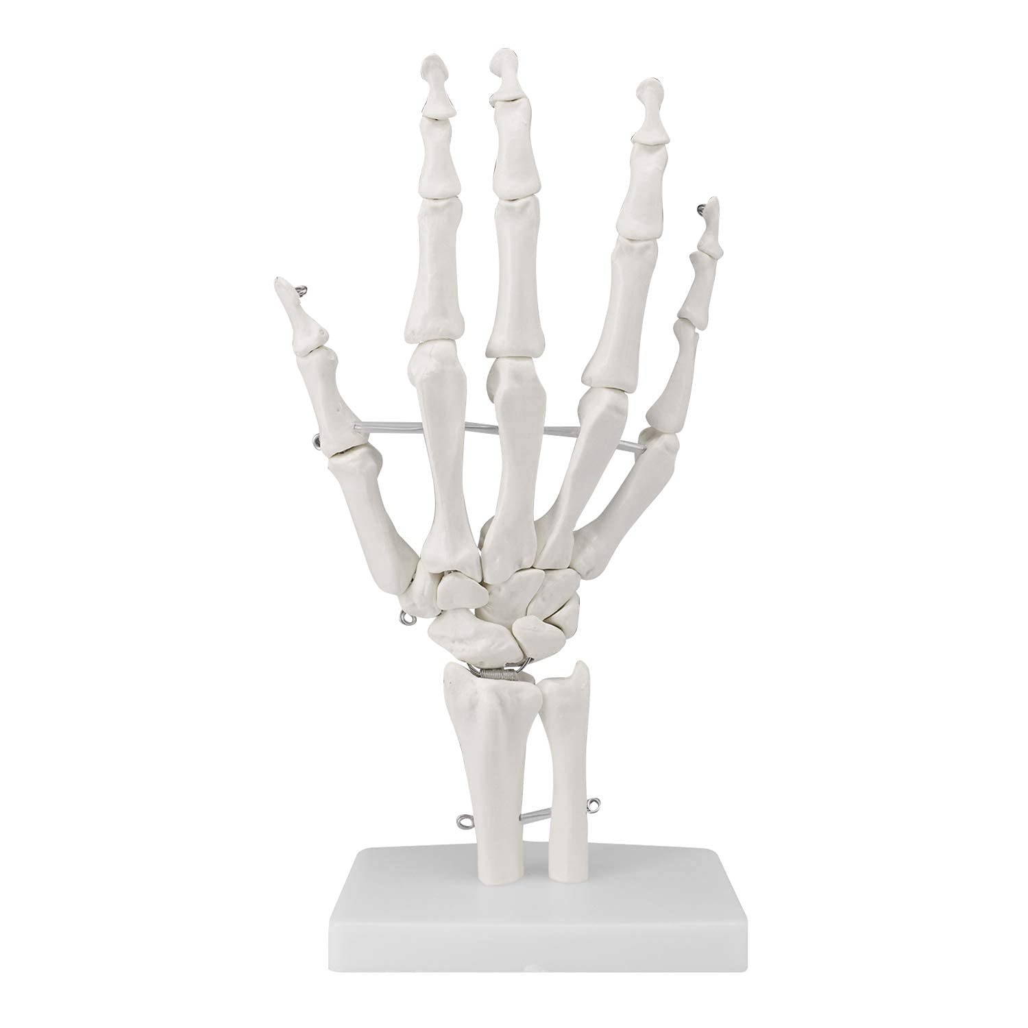 Modello di Anatomia Scheletia Umana Modello di Articolazione Umana 1: 1 Modello di Osso Manuale E Modello Anatomico Naturale Dell'articolazione del Gomito