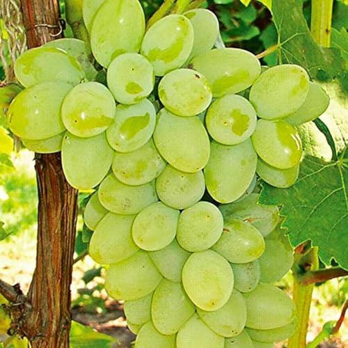Image of G- All-Time 12 Months Hybrid (GRAFTED) Live Fruit Plant Original & Authentic Organic Tree for Outdoor Fast-Growing Fruit Plant Home Gardens Sweet Healthy Plant Pack Of-1 (Green Grapes Plant, Medium)