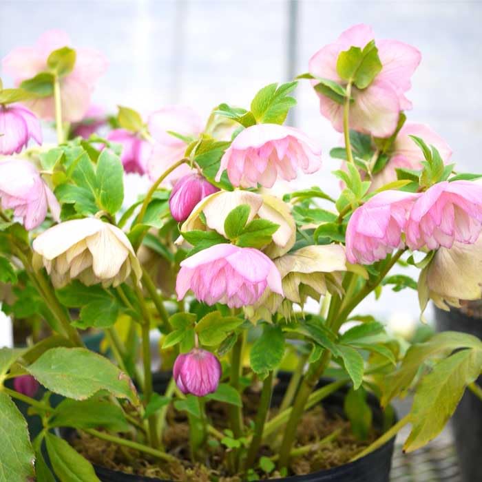 K.様にご購入苗㉕-88クリスマスローズ K.様にご購入苗㉕-88クリスマスローズ