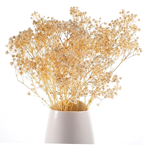 Ramo de Flores Secas Preservadas Blanco para Decoración miniatura 6