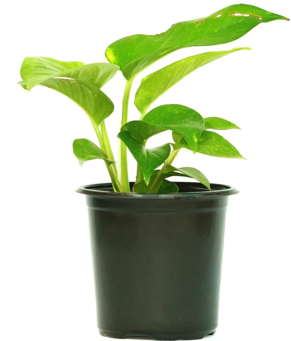 Generic Indoor/Outdoor Money Plant with Black Plastic Pot (B086PX4BRC) Amazon Price History, Amazon Price Tracker