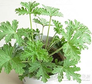 20seed/bag Mosquito killer seed [ magical ] M. buster summer flowers and essential household indoor seed M. buster