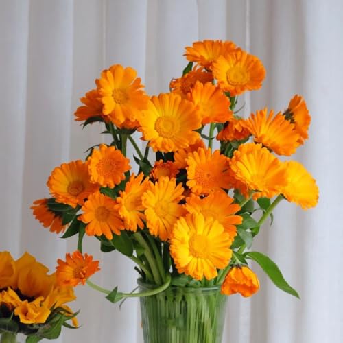 Calendula Seeds, Green Manure, Soil Improvement, Cover Crop, Garden Rotation 100pcs