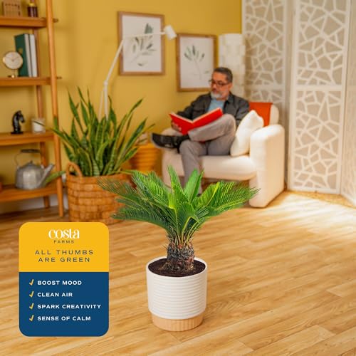 Image of Costa Farms Sago Palm Live Plant in Decorative Pot, Easy to Maintain Large Indoor Houseplant, Perfect for Home, Room, or Office Decor, Great House Warming or Birthday Gift, 2-3 Feet Tall