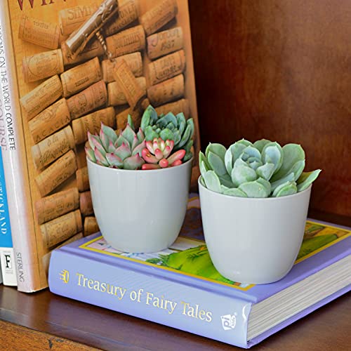 Youngever 10 Pack 8CM Mini Plastic Planters Indoor Flower Plant Pots - Image 4