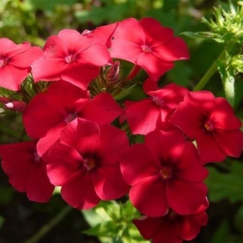 Red Phloxdrummondi Nanai 150 Seeds Seeds ONLY