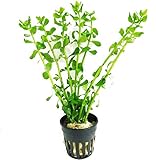 Mainam Bacopa Monnieri Moneywort Potted Live Aquarium Decorations Aquatic Plants for Fish Tank