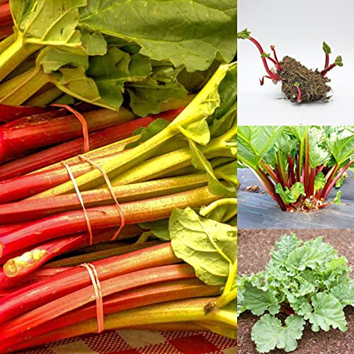 Carbeth Plants 2 x Rhubarb Crown Victoria - Ready to Plant