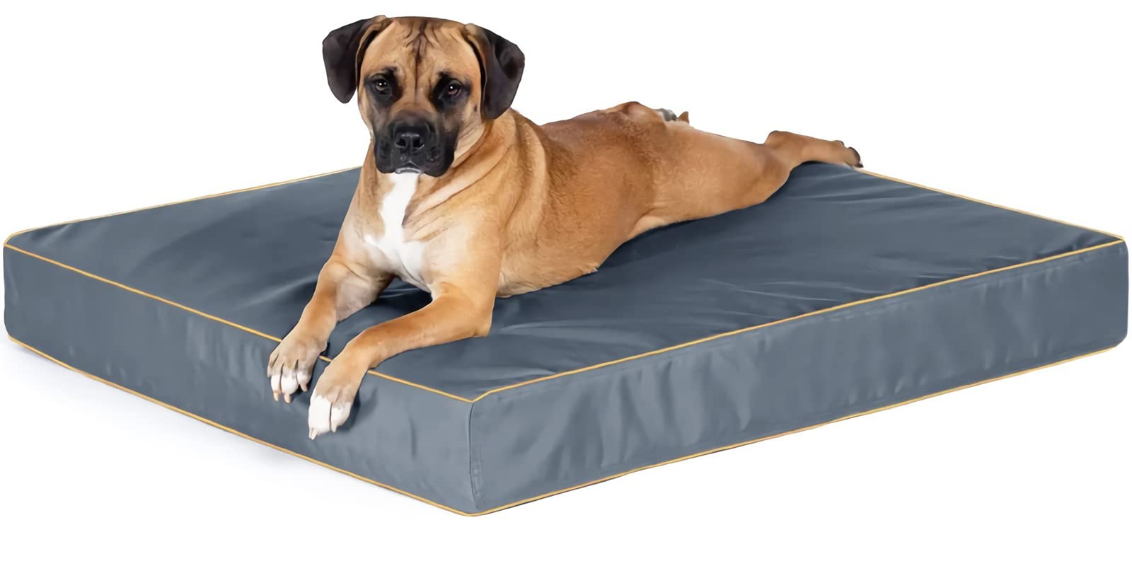 What Size Dog Bed For Boston Terrier