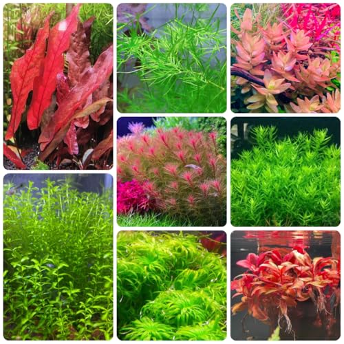 wasserpflanzen teich winterharte garten aquarium wasser aquarium wasserpflanzen bodendecker 130samen