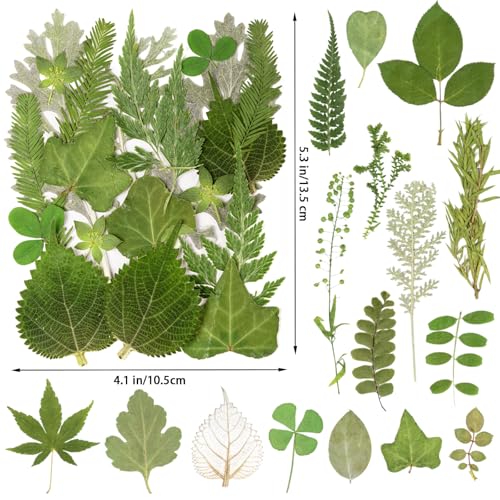 95 Piezas Hojas Secas Naturales para Manualidades DIY miniatura 2