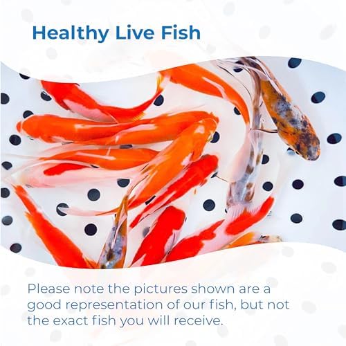Toledo Goldfish Live Shubunkin, Sarasa, and Comet Goldfish Combo, Live Fish with a Variety of Colors and Patterns - Perfect for Ponds, Tanks, and Aquariums - 3-4 Inches, 2 of Each, 6 Total Count - 4