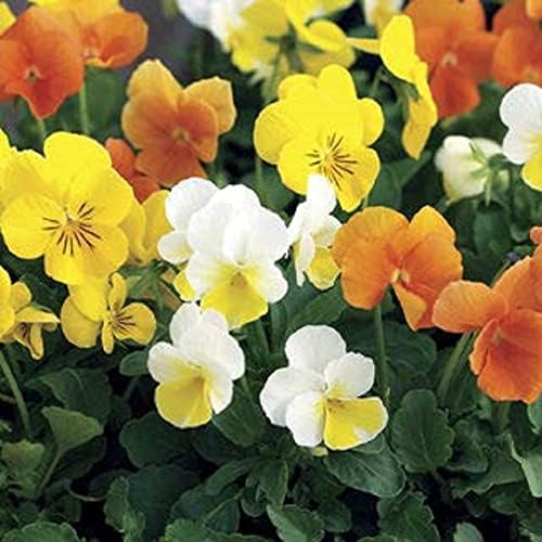 Winter Bedding Plants Pansy 'Delta Mix' 20 x Full Plant Pack