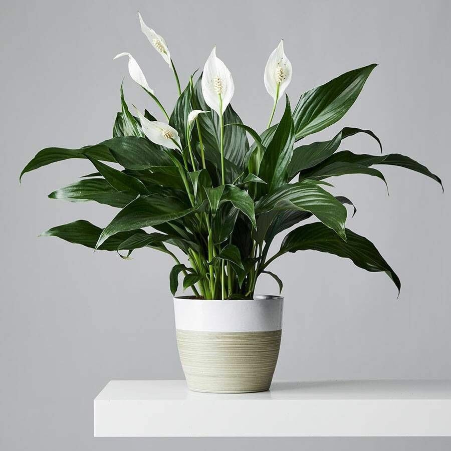 Platone Peace Lily Plant Peace Lily Flower Plant [P3]